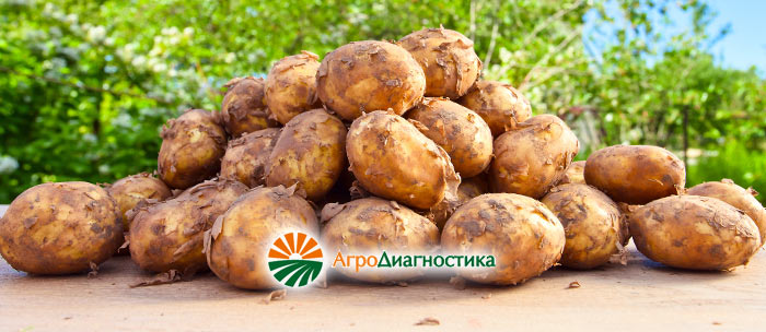 Картофель