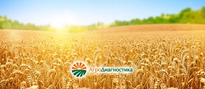 Диагностика токсигенных грибов – возбудителей фузариоза зерна