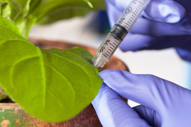 Emerging companies detecting plant viruses chapter